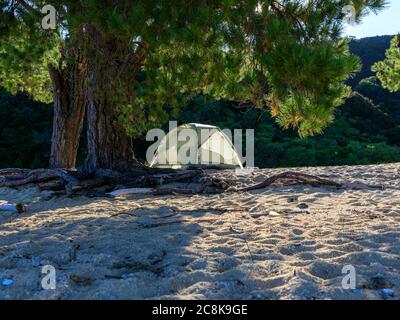 Una tenda per il campeggio selvaggio sulla spiaggia di Apple Tree Bay circondata da alberi. Abel Tasman National Park, South Island, Nuova Zelanda. Foto Stock