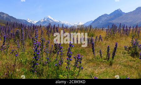 Fiori selvatici che crescono nella Valle del Tasman con il monte Cook sullo sfondo Foto Stock