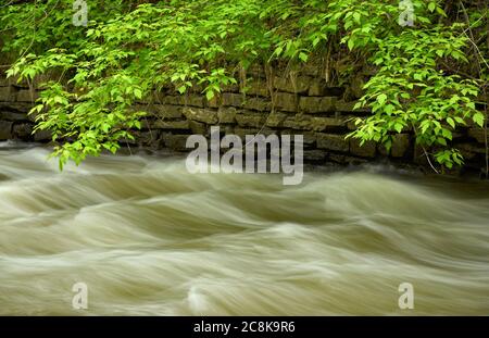 Fogliame verde brillante sovrasta un torrente turbolento che corre sotto un muro di pietra. Foto Stock