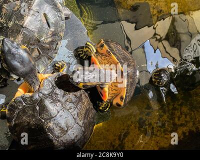 Closeup di tartarughe d'acqua gialle (trachemys scripta scripta) in stagno Foto Stock