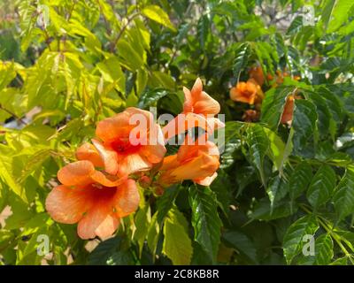 Vista dall'alto closeup di fiori isolati di bush tromba di colore giallo arancio (campsis tagliabuana) con foglie verdi Foto Stock