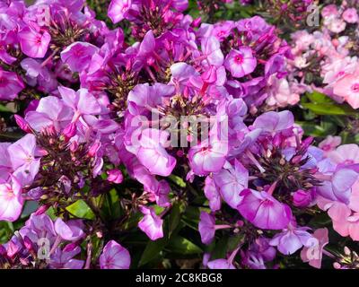 Vista dall'alto primo piano di isolati bellissimi fiori bianchi rosa e viola (phlox paniculata) con foglie verdi Foto Stock