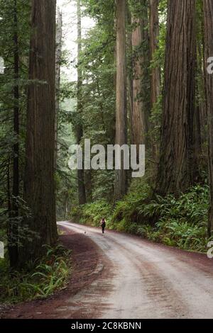 Donna che cammina il suo piccolo cane attraverso una foresta di legno rosso gigante nella costa meridionale dell'Oregon Foto Stock