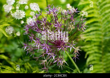 Primo piano di una cipolla persiana viola, chiamata anche Allium cristophii, stella di Persia o Sternkugel Lauch Foto Stock