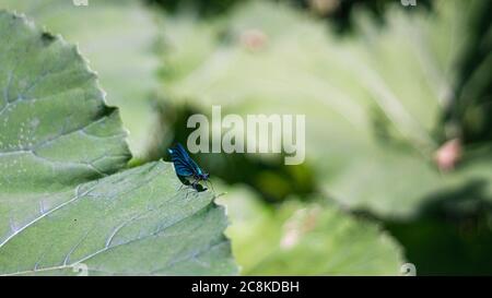 drago blu volare su grande foglia verde insetto in natura Foto Stock