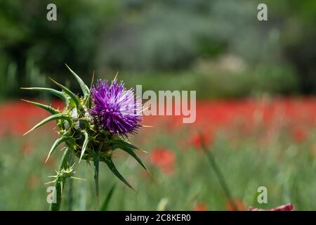 Fiore di un thistle in un campo cuccioli Foto Stock