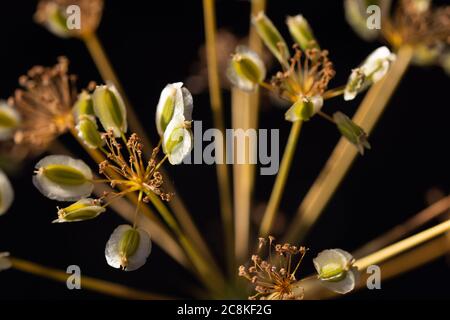 Particolare dei semi di una pianta di finocchio nel campo con luce di alba Foto Stock