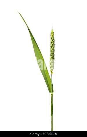 Chiodo di grano primo piano, orecchio non maturo di grano isolato su uno sfondo bianco, Regno Unito Foto Stock