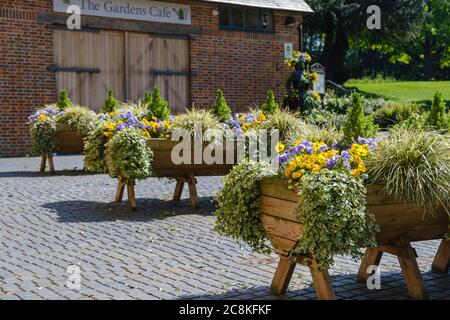 Piantatrici in legno con fiori viola e gialli e fogliame presso l'Eastcote House Gardens Hillingdon Middlesex, Londra nord-occidentale. Foto Stock
