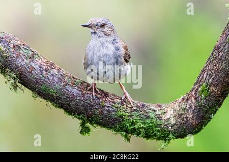 Giovane dunnock che invecchia a metà Galles durante l'estate. Foto Stock