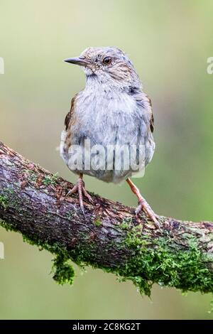 Giovane dunnock che invecchia a metà Galles durante l'estate. Foto Stock