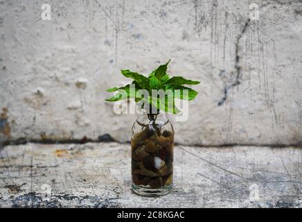 Foglie di menta piperita in un piccolo vasetto di vetro con fondo grunge Foto Stock