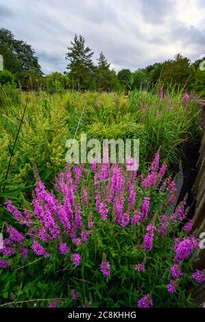 Fiori rosa brillante nel Parco di Dulwich. Questo parco pubblico è un grande spazio aperto per la gente del posto nel Villaggio di Dulwich. Dulwich è a sud di Londra. Foto Stock