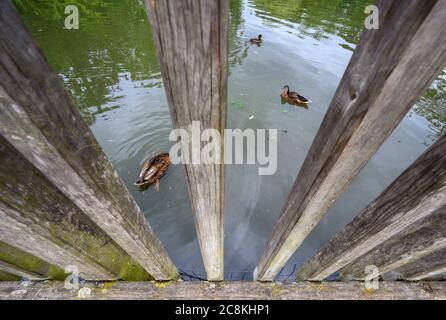 Anatre su un lago nel Parco di Dulwich visto attraverso ringhiere. Questo parco pubblico è per la gente del posto nel Villaggio di Dulwich. Dulwich è a sud di Londra. Foto Stock