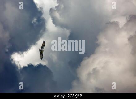 Un falco ospreda svetta sotto le nuvole buie della tempesta quando si avvicina una tempesta di tuoni. Foto Stock