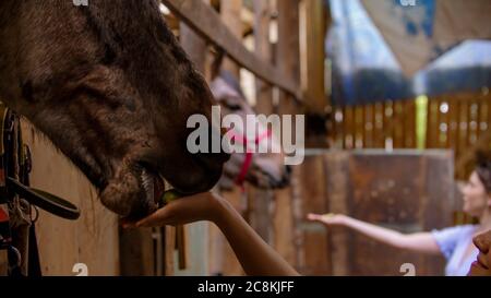 Due giovani donne che nutrano cavalli in paddock. Scatto medio Foto Stock