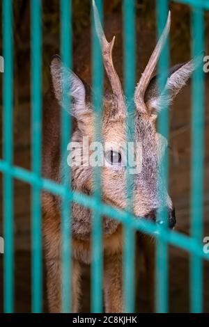 Il capriolo con corna guarda attraverso la griglia della voliera. Il capriolo europeo, lat. Capreolus capreolus, conosciuto anche come capriolo occidentale, Foto Stock