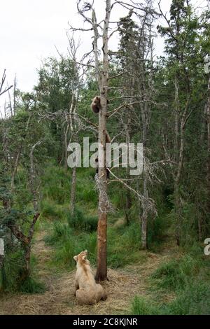 L'orso bruno dell'Alaska semina con i suoi tre cuccioli in un albero nel Katmai National Park, Alaska Foto Stock
