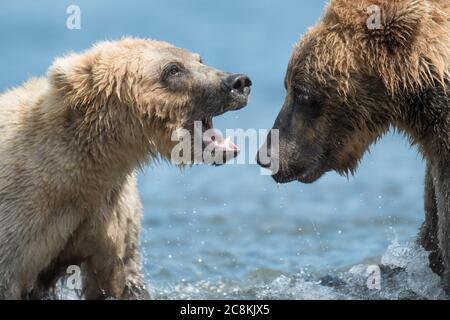 Due orsi bruni dell'Alaska per adulti giocano sul fiume Brooks nel Katmai National Park, Alaska Foto Stock