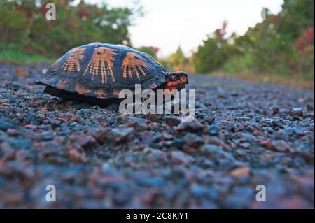 Tartaruga scatola orientale su sentiero ghiaia Foto Stock