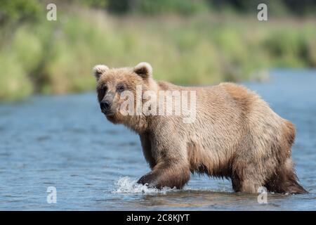 Un orso bruno dell'Alaska che attraversa le acque del fiume Brooks nel Katmai National Park, Alaska Foto Stock