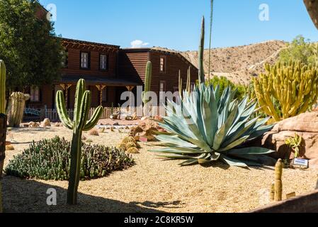 Cactus paesaggio. Coltivazione di cactus. Campo Cactus. Giardino di fiore Foto Stock