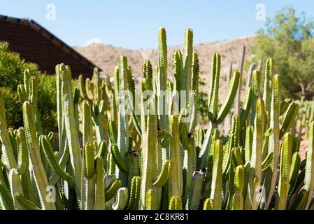 Cactus paesaggio. Coltivazione di cactus. Campo Cactus. Giardino di fiore Foto Stock