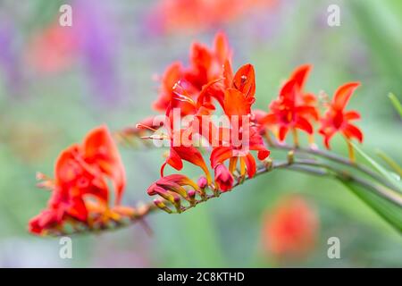 Fiori rossi Montbretia Lucifer con fondo poco profondo Foto Stock