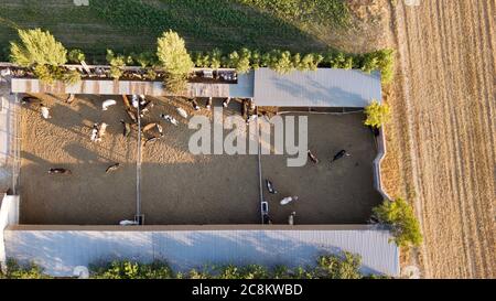 Vista aerea di mucche e vitelli nella fattoria. Si nutrono nel fienile Foto Stock