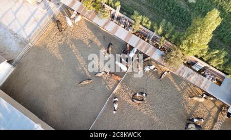 Vista aerea di mucche e vitelli nella fattoria. Si nutrono nel fienile Foto Stock