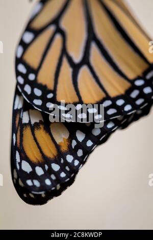 Monarch butterfly, Danaus plexippuson, ali closeup neutro sfondo ritratto Foto Stock