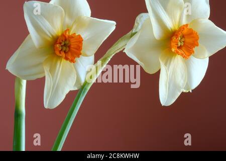 due fiori narcissus Foto Stock