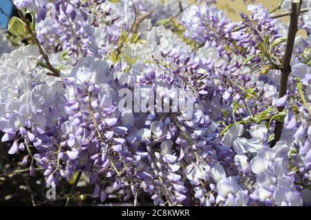 Fiori di glicine con sfondo verde. Bella e profumata glicine fiorisce in abbondanza Foto Stock