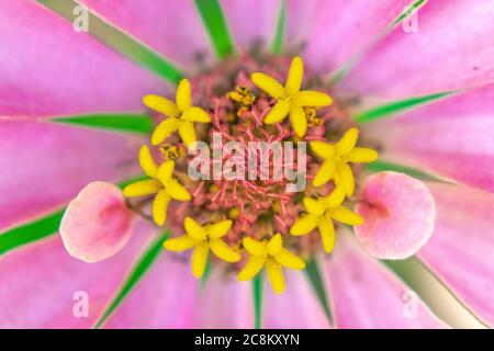 Macro di fiori di zinnia in fiore, Zinnia-elegans Foto Stock