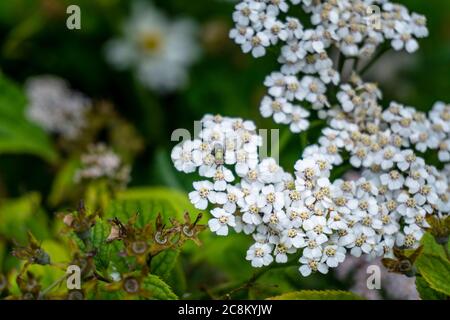 Un macro shot di un Bluebolin Fly che si nutre di nettare da un Achillea nobilis. Foto Stock