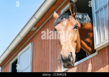 Ritratto di cavallo di castagno purosangue in finestra stabile. Immagine esterna multicolore in estate. Foto Stock