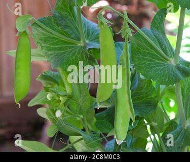 Neve Pea appeso sulla vite nel giardino cortile. Primo piano. Foto Stock