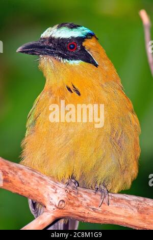 Motmot, Momotus coeruliceps, incoronata in blu Foto Stock