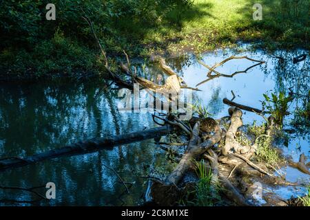 Guardando la natura al suo meglio. Alcuni degli alberi sono crollati nelle Marshlands creando un bel riflesso in acqua. Foto Stock