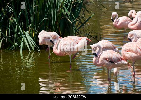 Gruppo di fenicotteri sulla riva del lago, uccelli, riposo, giornata di sole Foto Stock