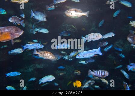 Varietà di pesci tropicali - Acquario Foto Stock