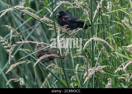 Maschio e femmina Blackbird alato rosso (Agelaius phoeniceus) Foto Stock