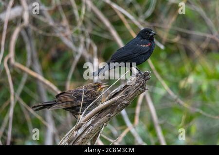 Maschio e femmina Blackbird alato rosso (Agelaius phoeniceus) Foto Stock