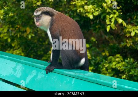 Scimmia Mona seduta su una panchina del parco. PPrimate in via di estinzione nella Foresta Nazionale di Grand Etang, nella Foresta pluviale, a Grenada, all'Isola dei Caraibi, alle Indie Occidentali Foto Stock