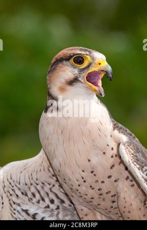 Lanner Falcon, Falco biarmicus, Ritratto Foto Stock