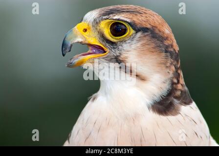 Lanner Falcon, Falco biarmicus, Ritratto Foto Stock