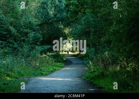 La strada non è mai diritta in avanti. Esplorare la natura e liberare la mente è un calmare. Foto Stock