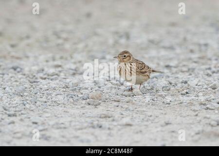 Allodola eurasiatica (Alauda arvense) Foto Stock