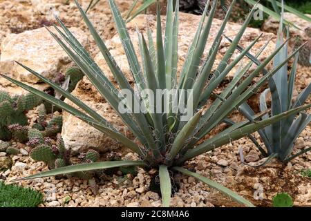 Il cactus verde cresce su terreno roccioso in giardino. Foto Stock