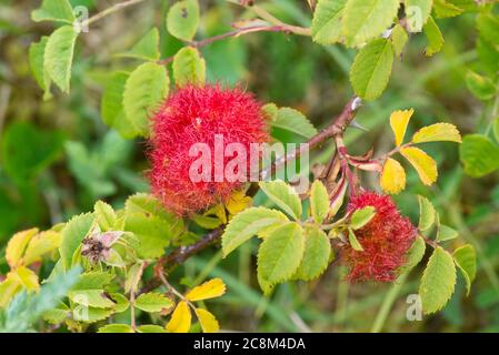 La pincushion di Robin o fazzoletto di bedeguar è prodotta su rose di cane in estate dalle larve della pincushion del robin gall wasp (Diplolepis rosae) Foto Stock